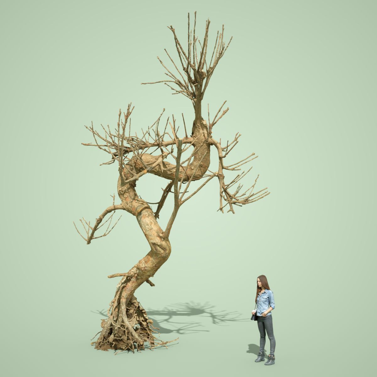 Dead Tree Collection Low-poly 3D model_17