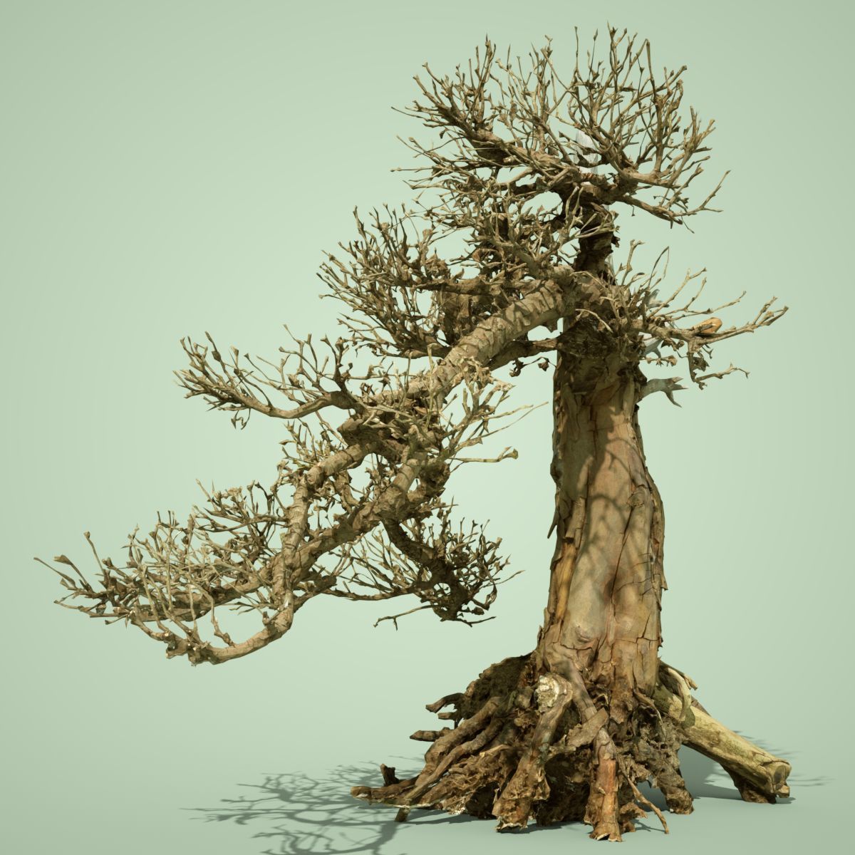 Dead Tree Collection Low-poly 3D model_40