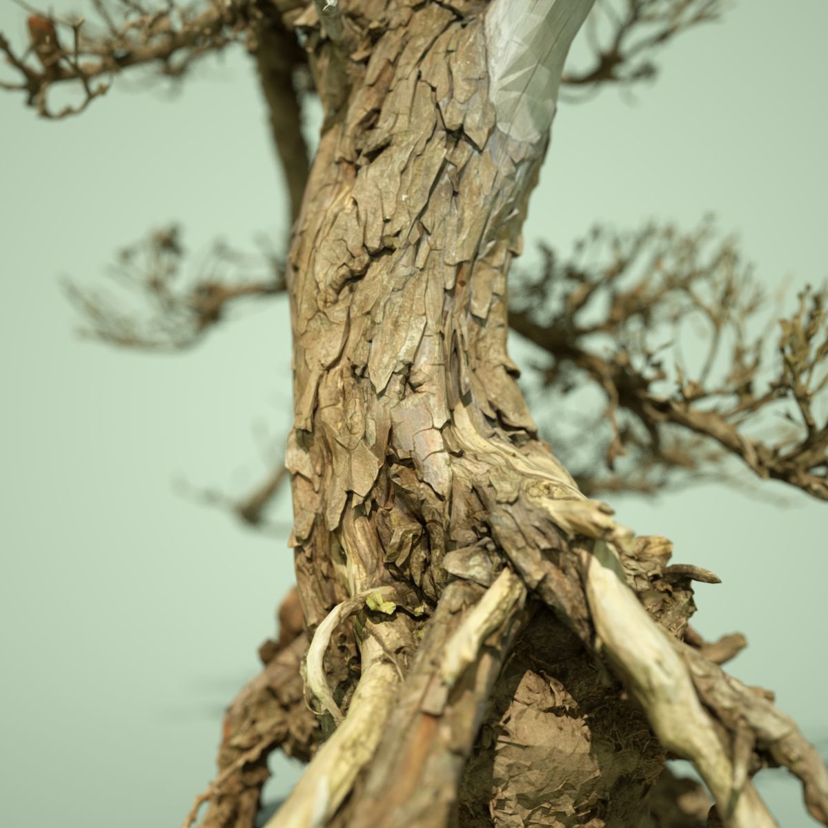 Dead Tree Collection Low-poly 3D model_38