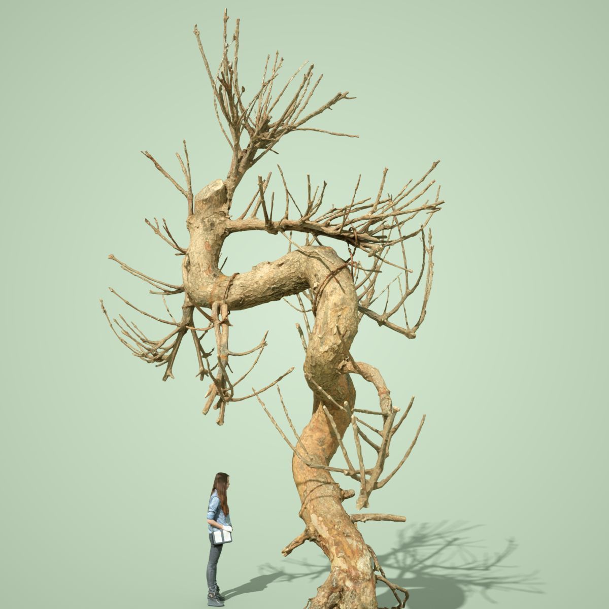 Dead Tree Collection Low-poly 3D model_22