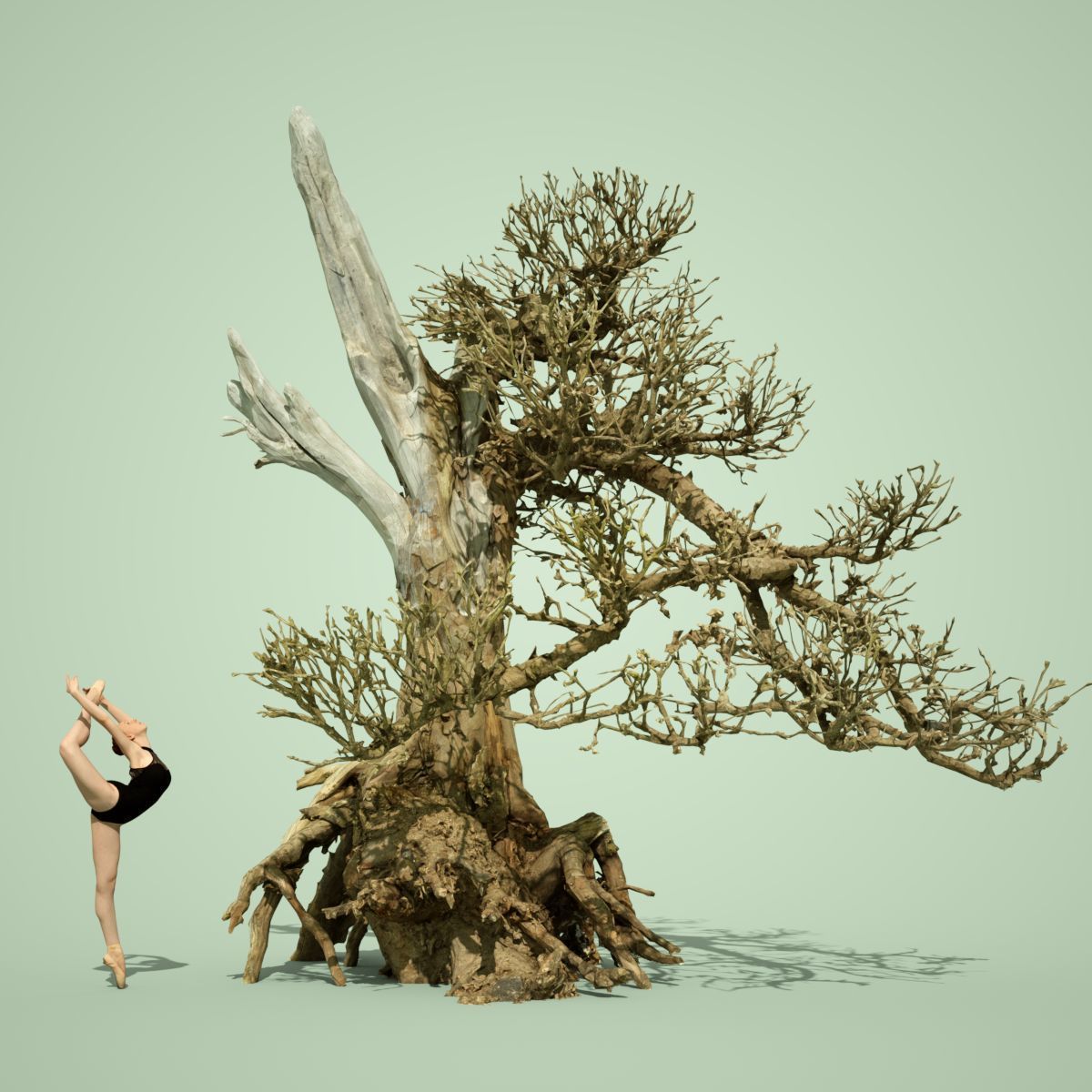 Dead Tree Collection Low-poly 3D model_41