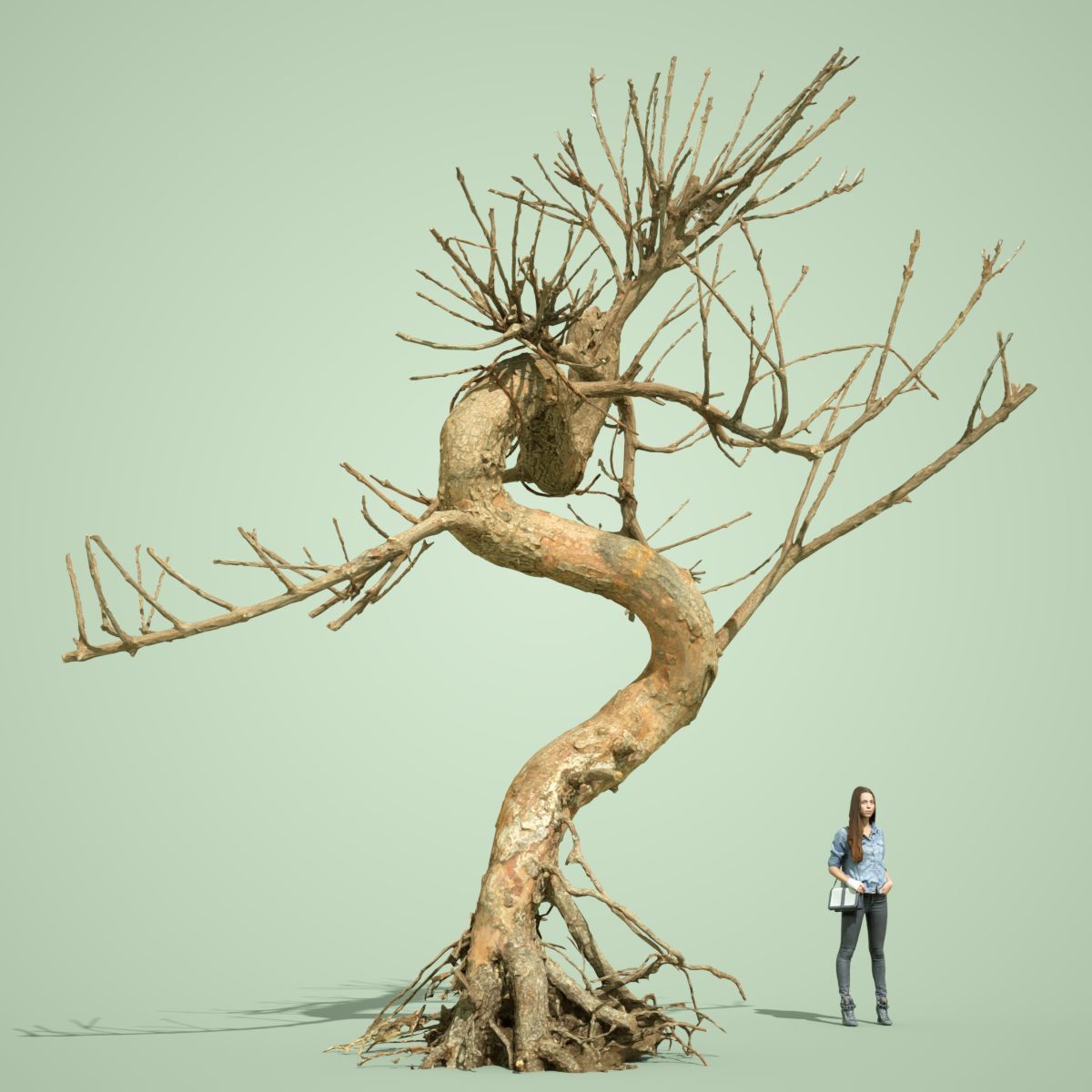 Dead Tree Collection Low-poly 3D model_21