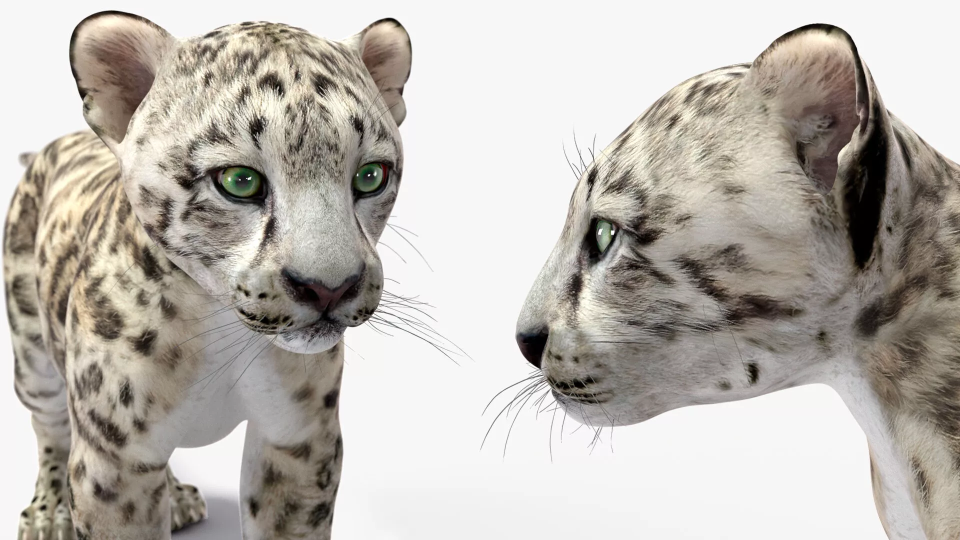 Snow Leopard Cub Rigged for Maya 3D model