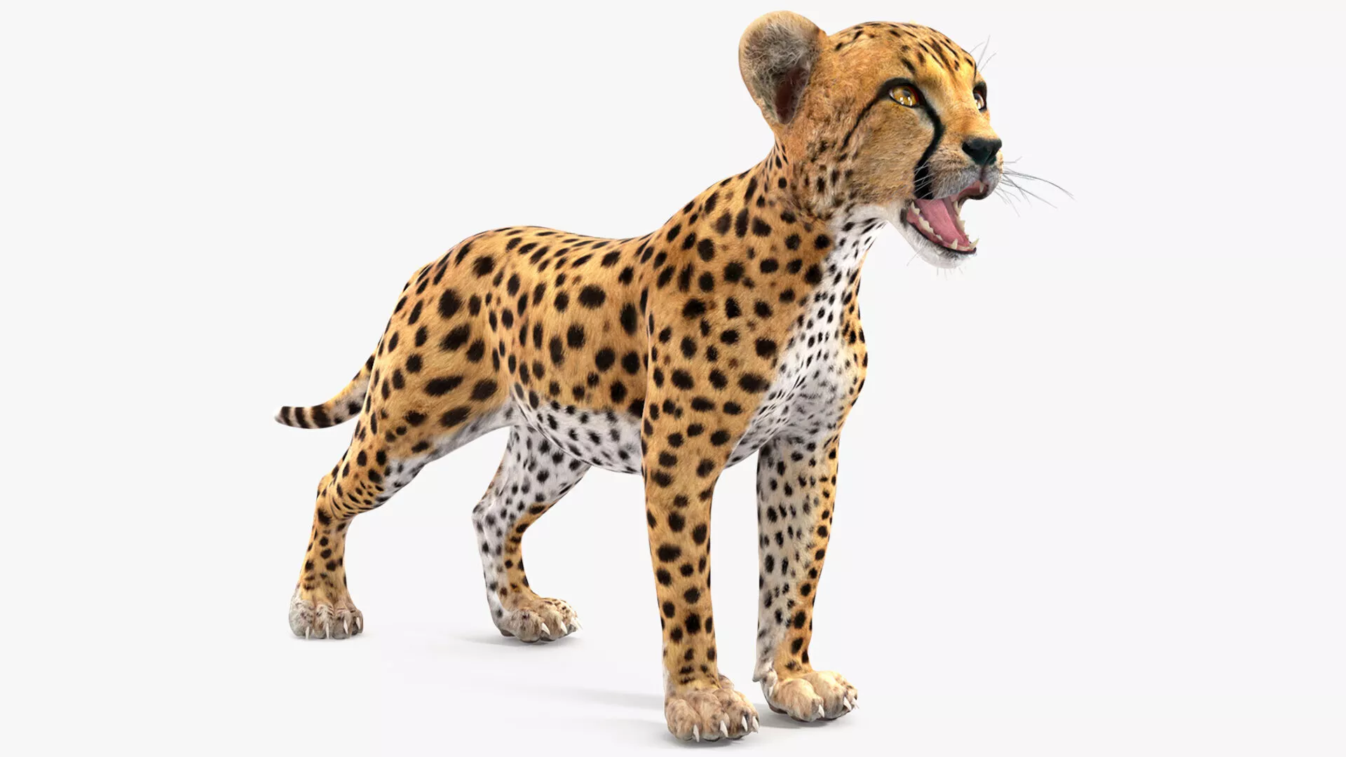 Cheetah Cub Rigged for Cinema 4D 3D model