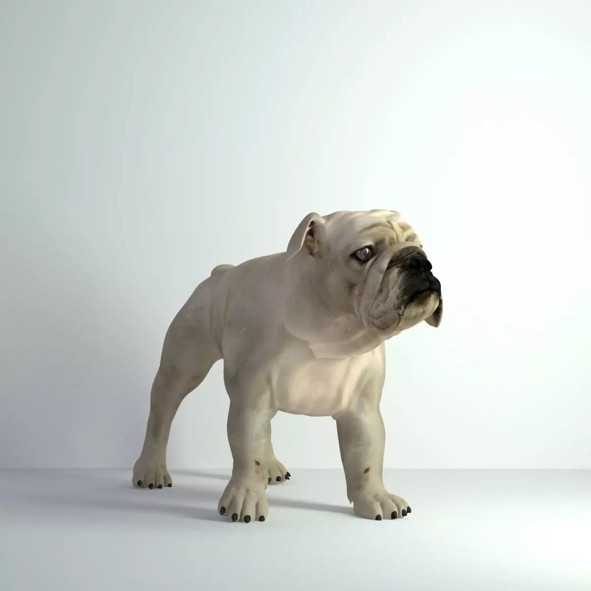 Bulldog - Low-poly 3D model_0