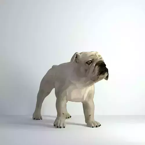 Bulldog - Low-poly 3D model