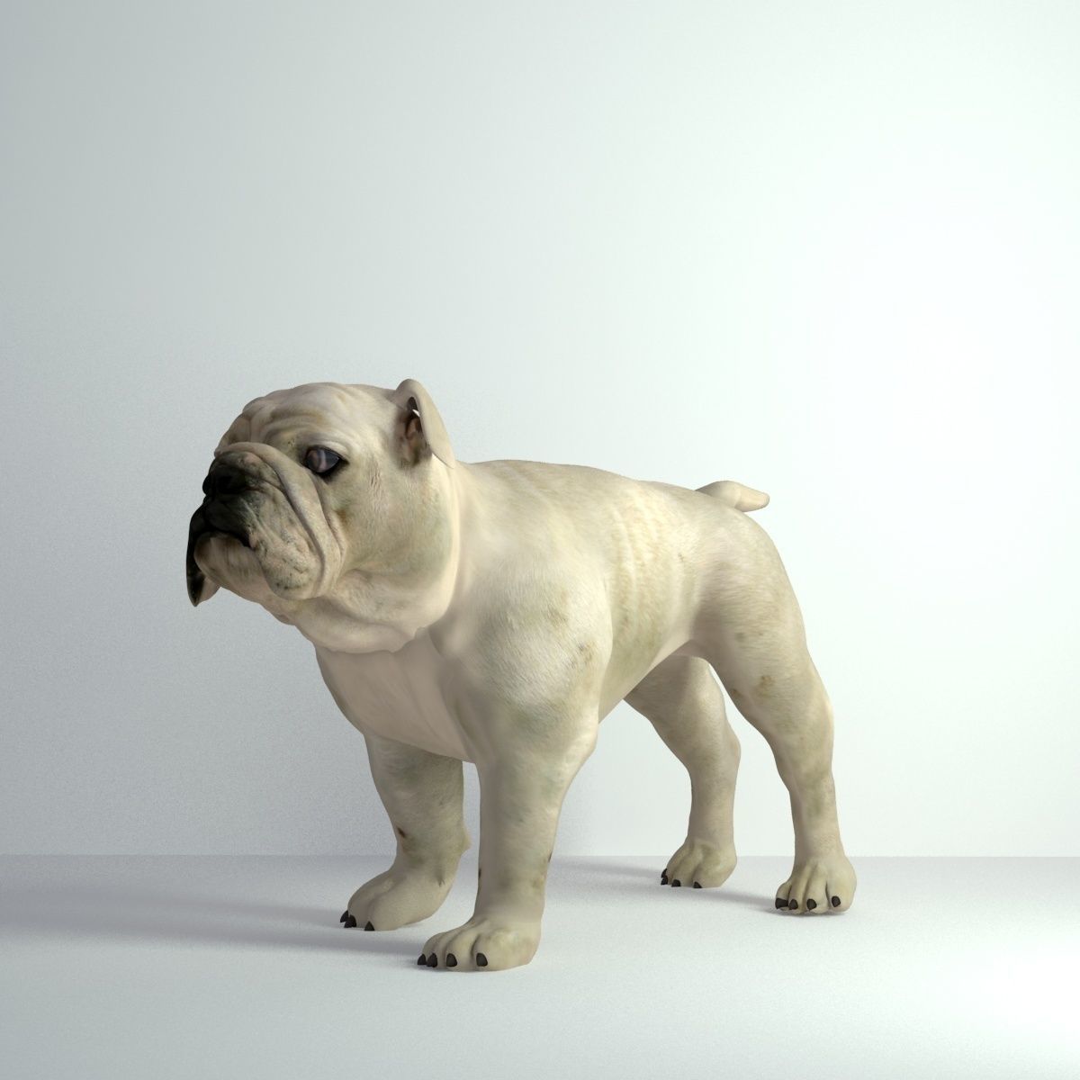 Bulldog - Low-poly 3D model_6
