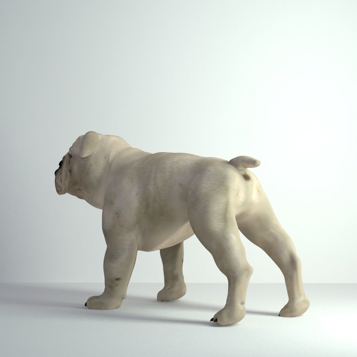 Bulldog - Low-poly 3D model_3