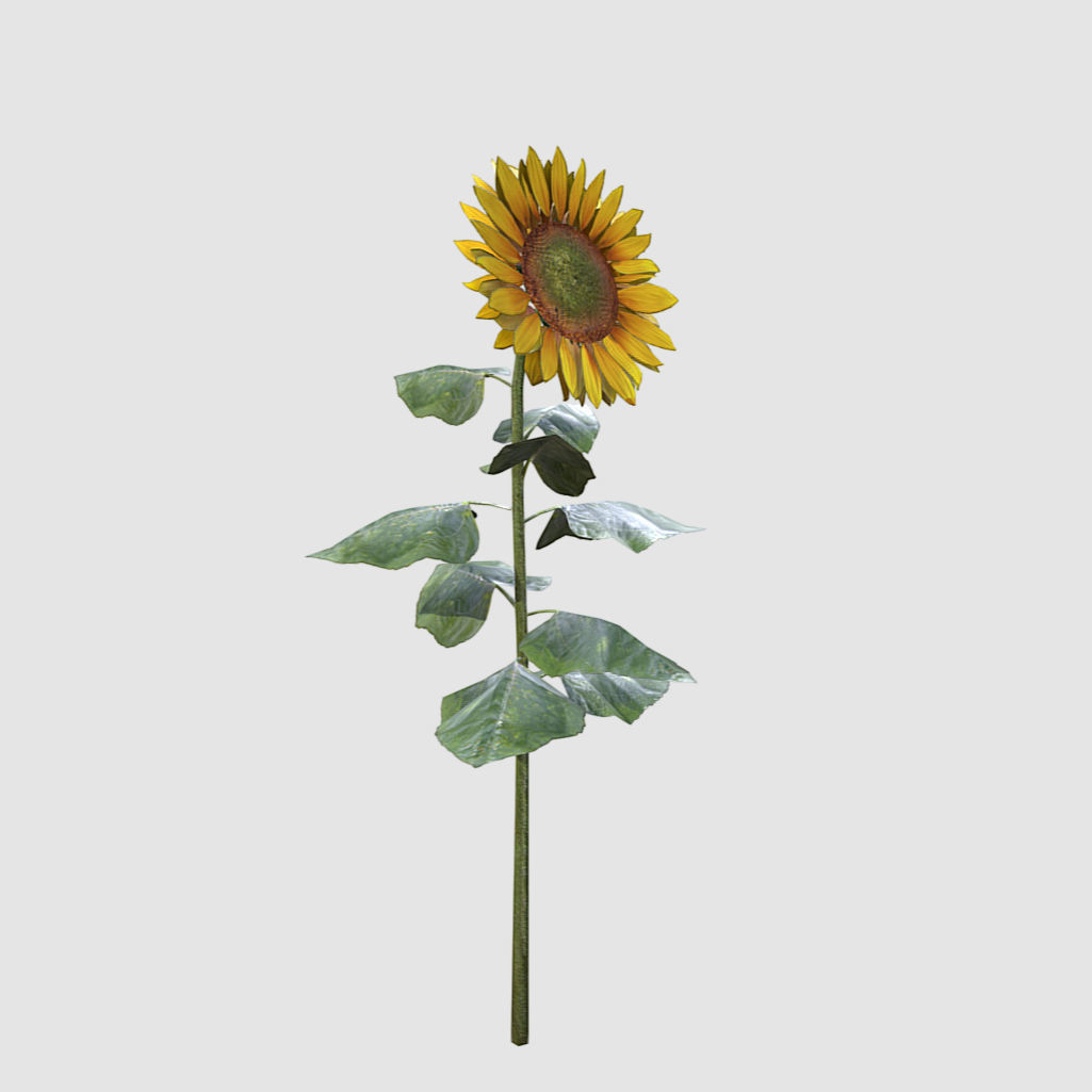 Sunflower - Plants Flowers Low-poly 3D model_4