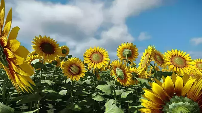 Sunflower - Plants Flowers Low-poly 3D model