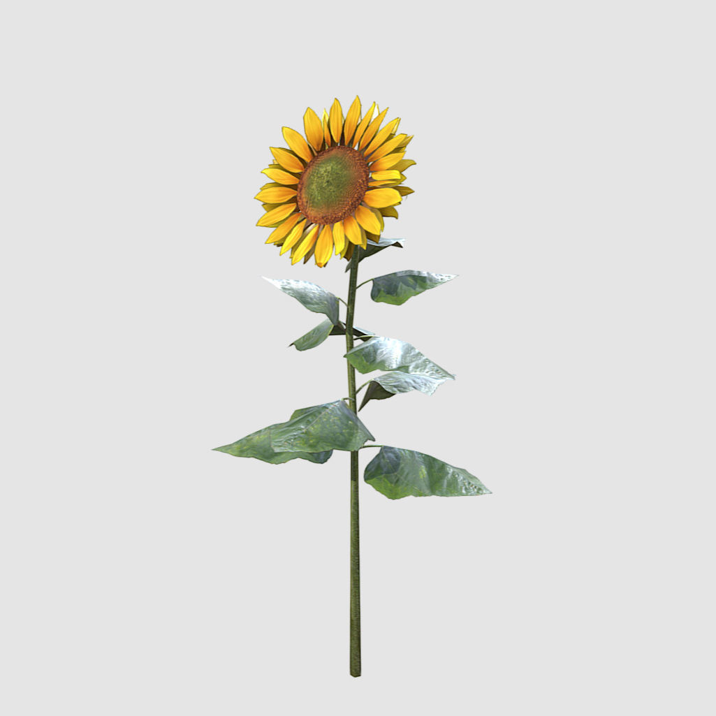 Sunflower - Plants Flowers Low-poly 3D model_1