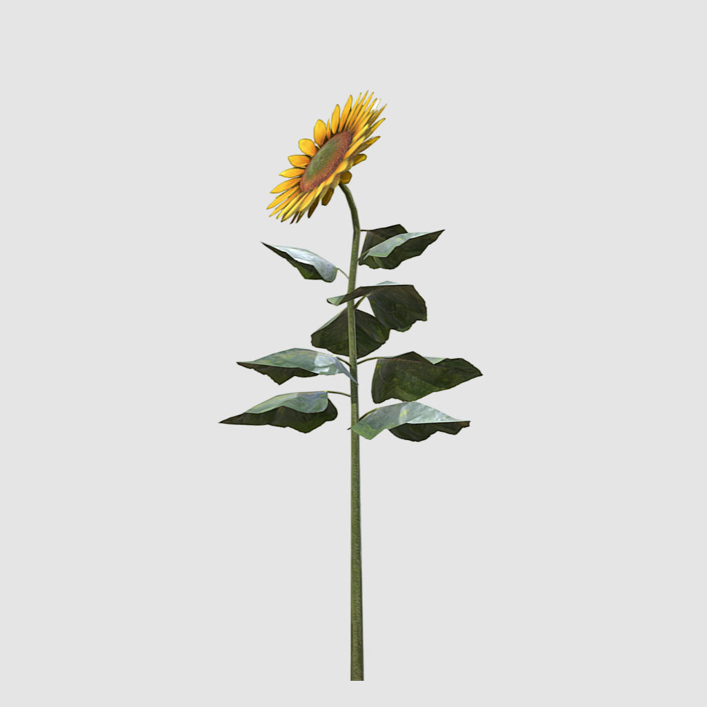 Sunflower - Plants Flowers Low-poly 3D model_3
