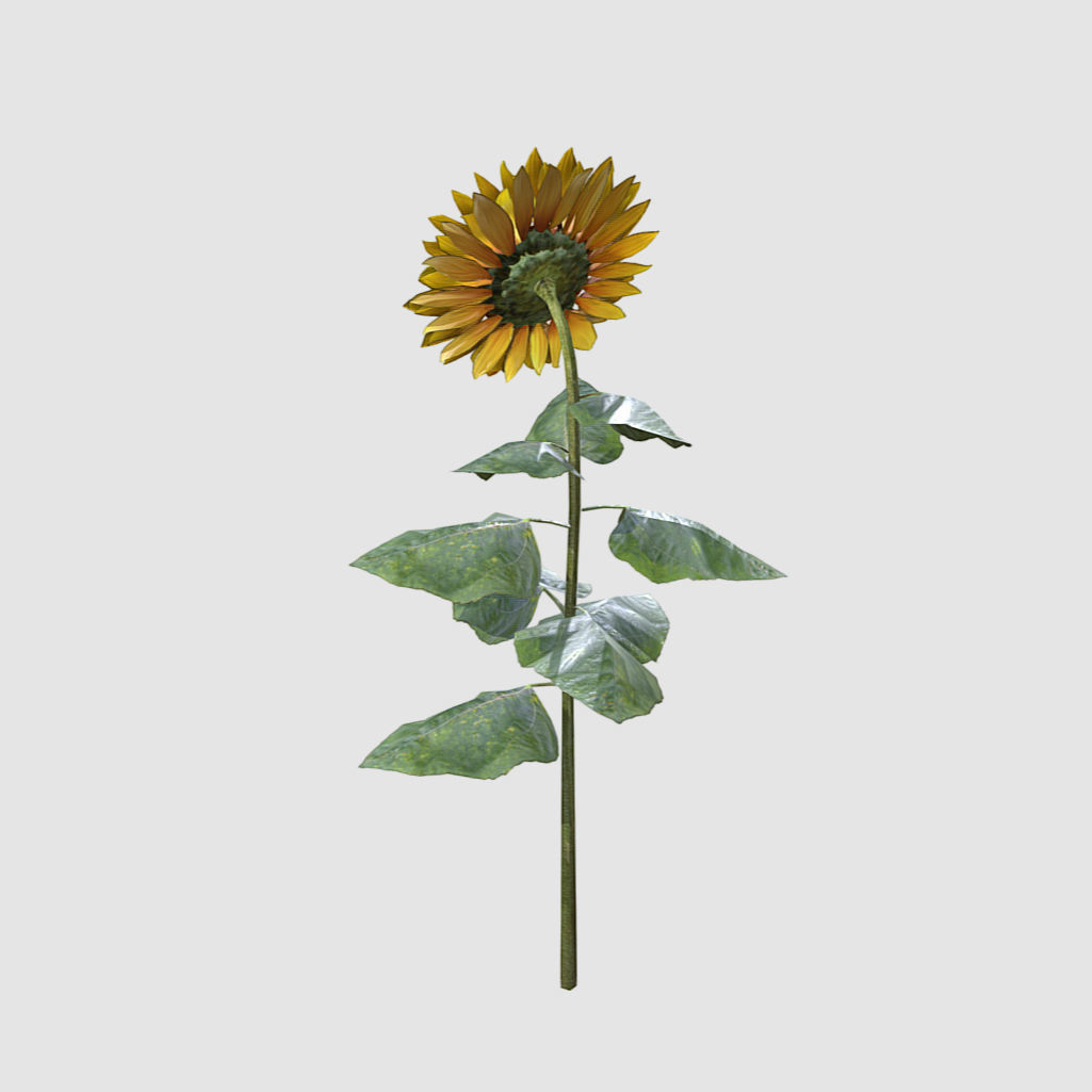 Sunflower - Plants Flowers Low-poly 3D model_2