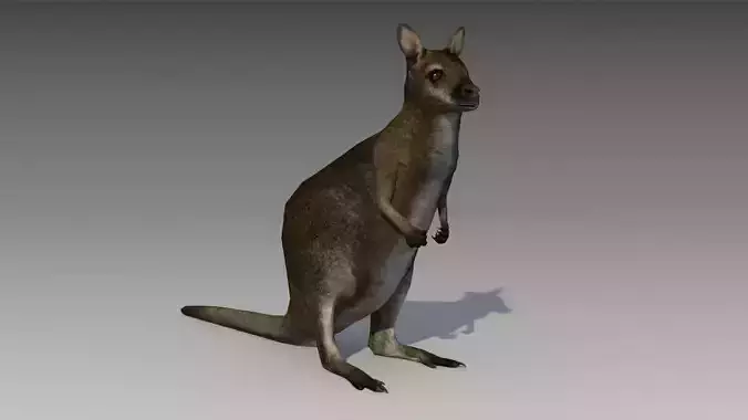 Wallaby kangaroo Low-poly 3D model