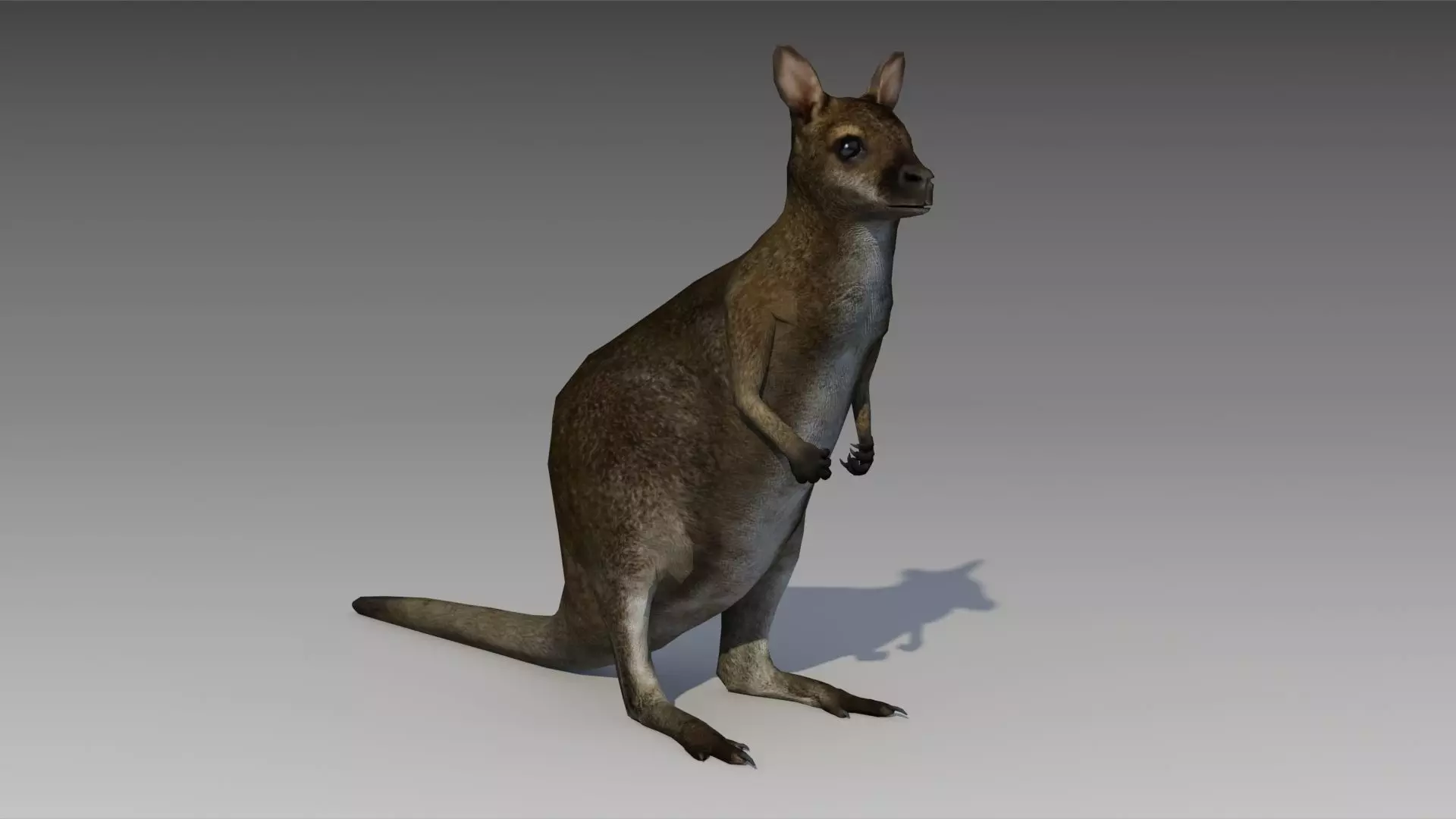 Wallaby kangaroo Low-poly 3D model_0