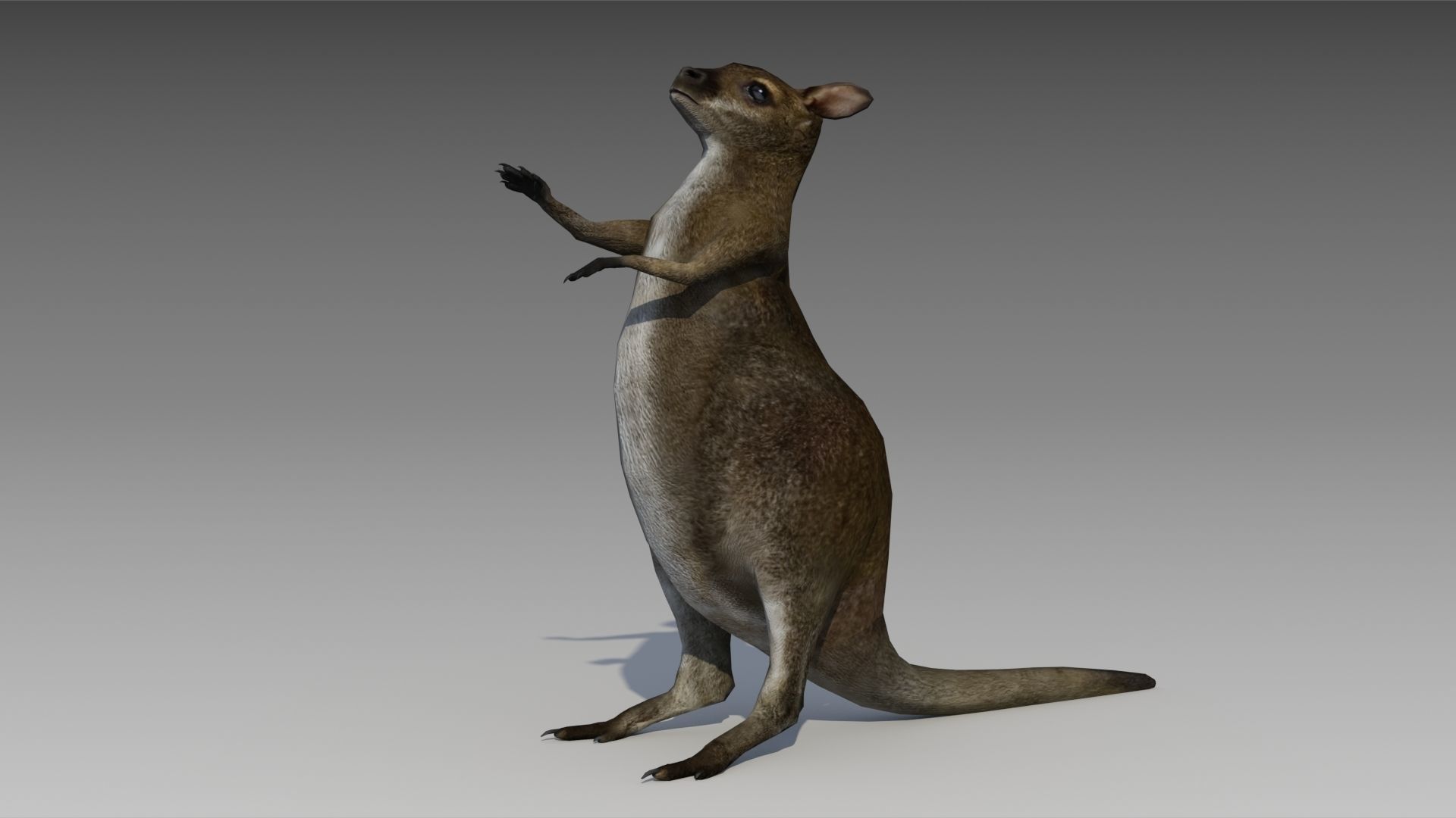 Wallaby kangaroo Low-poly 3D model_4