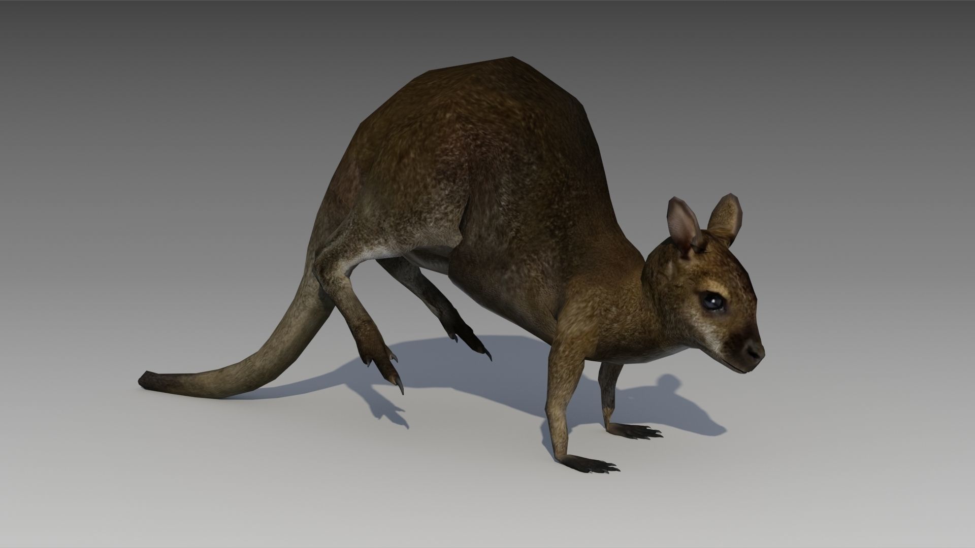 Wallaby kangaroo Low-poly 3D model_3