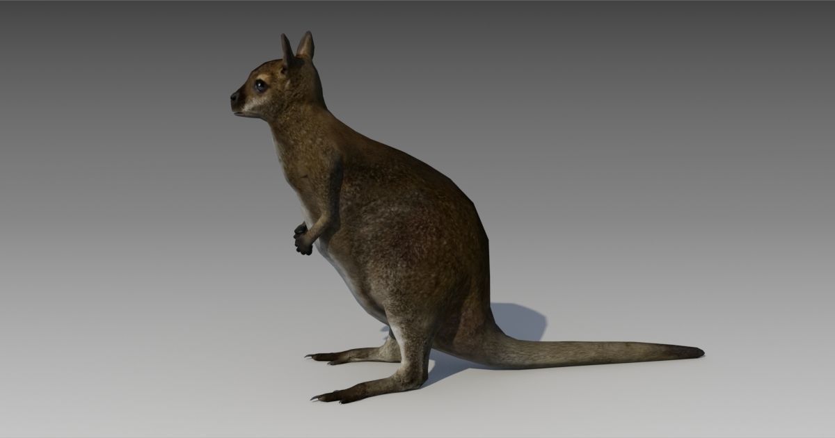 Wallaby kangaroo Low-poly 3D model_6