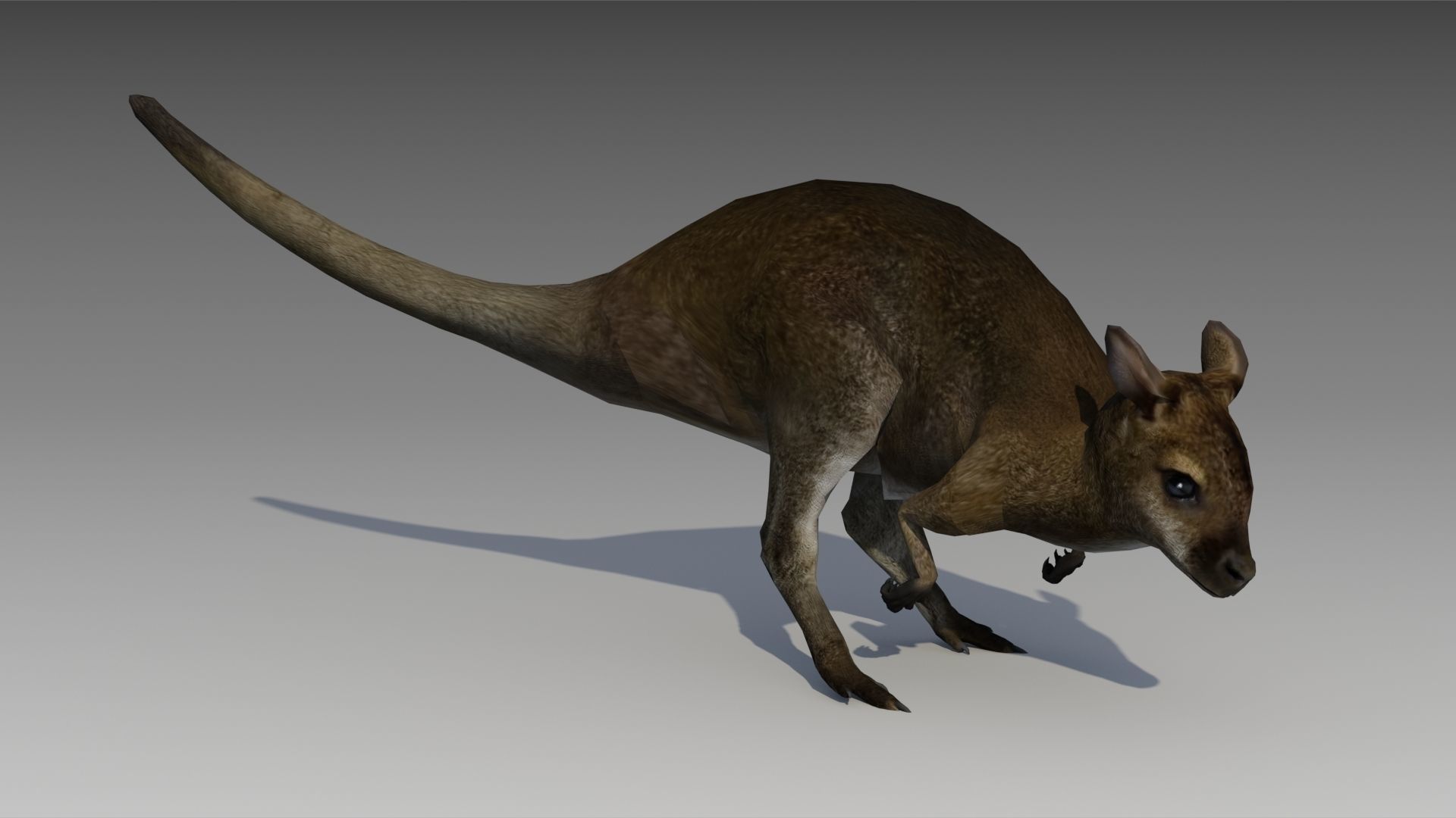 Wallaby kangaroo Low-poly 3D model_2