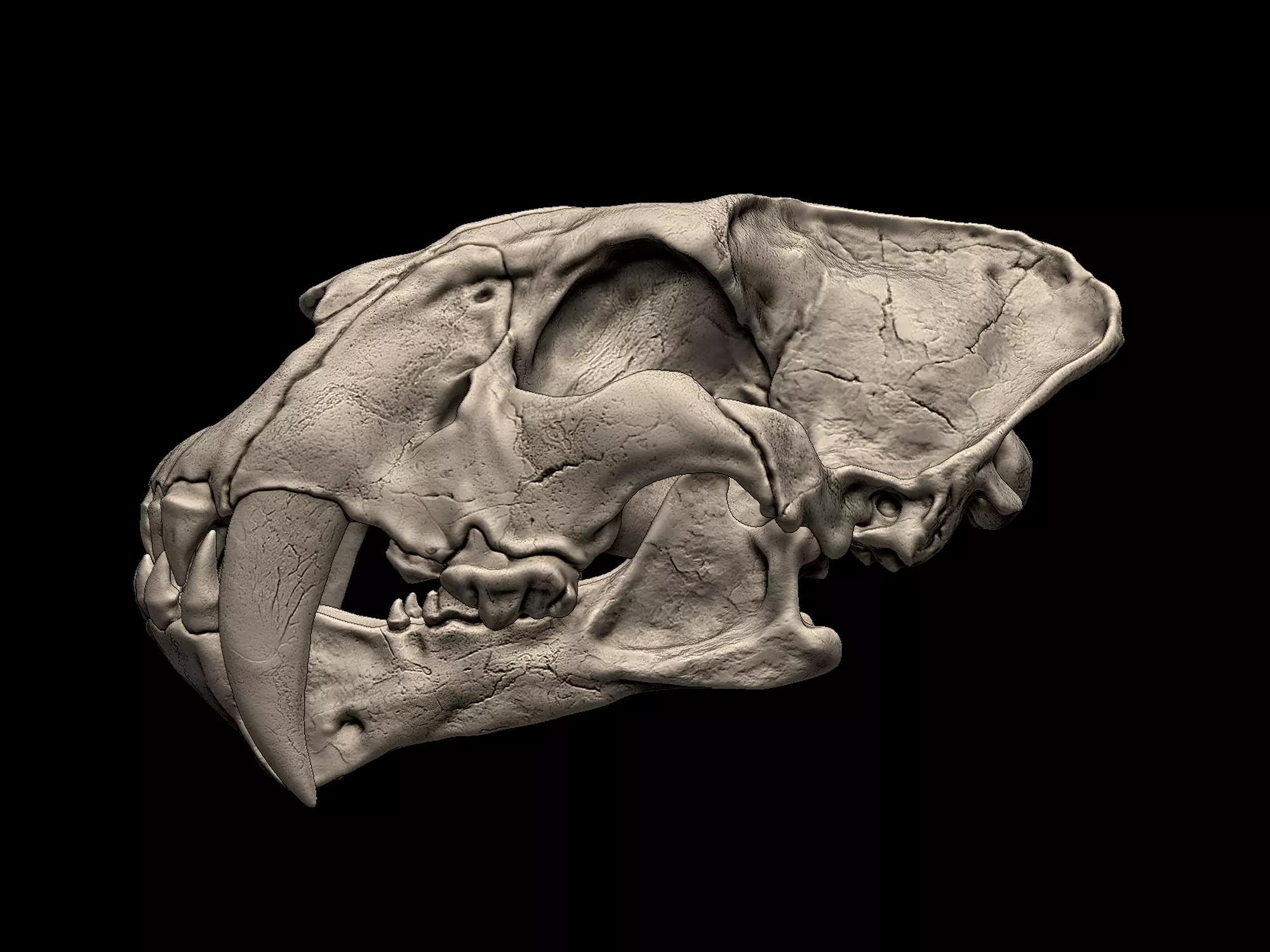 Homotherium Skull 3D print model