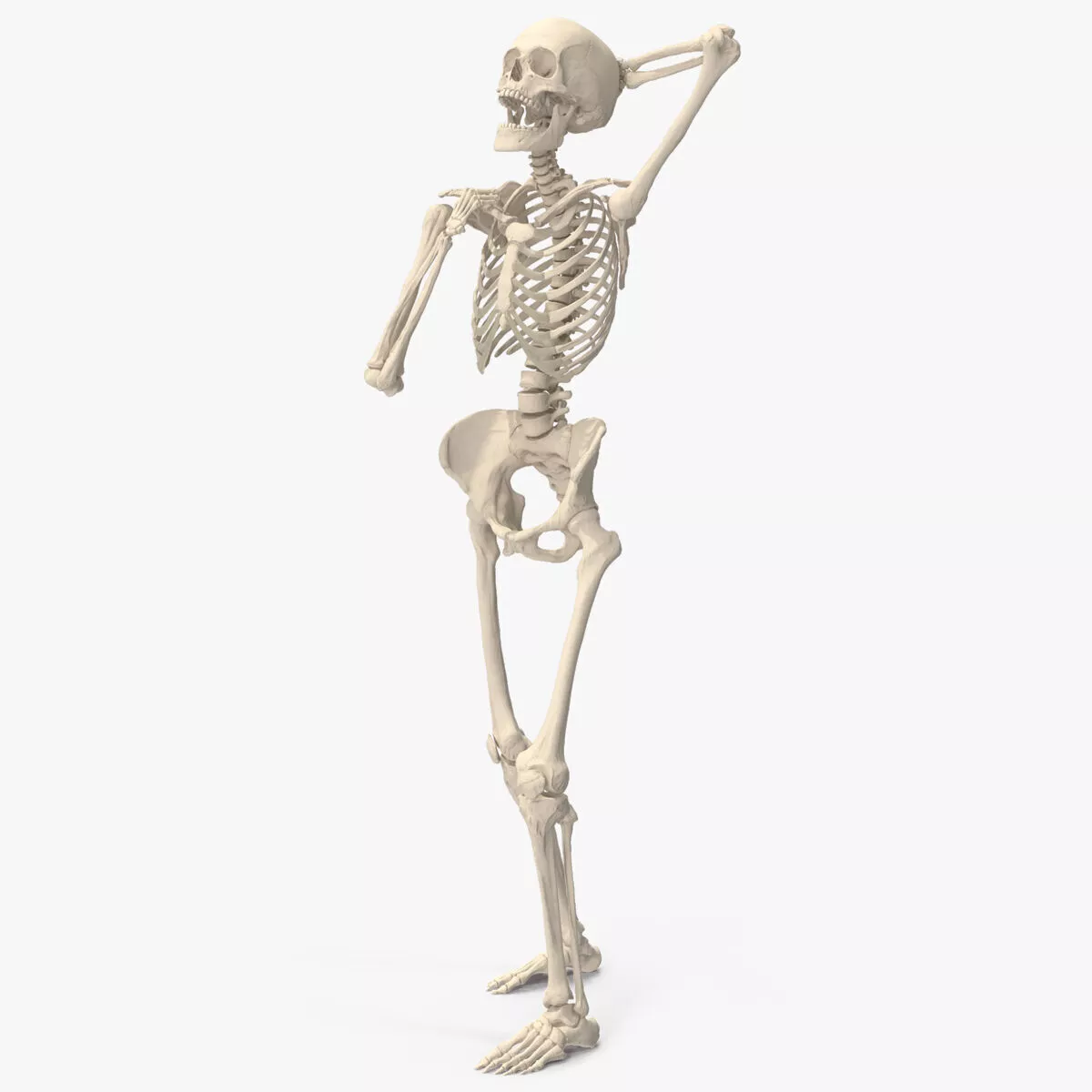 Human Female Skeleton Anatomy Rigged 3D model
