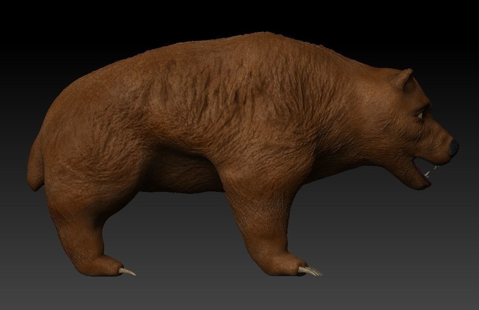 Grizzly Bear Low-poly 3D model_4