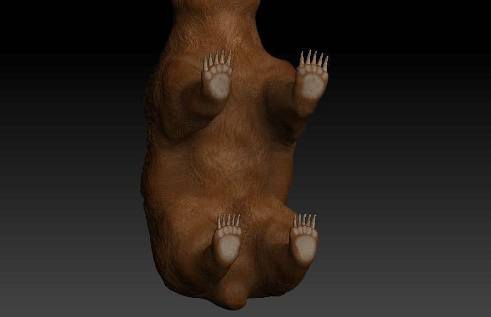 Grizzly Bear Low-poly 3D model_6