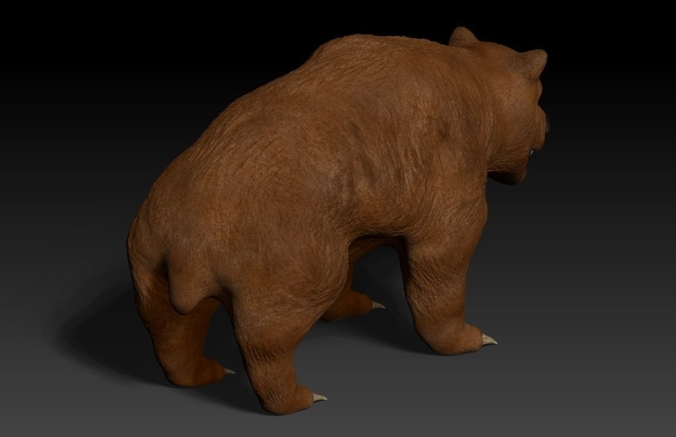 Grizzly Bear Low-poly 3D model_3