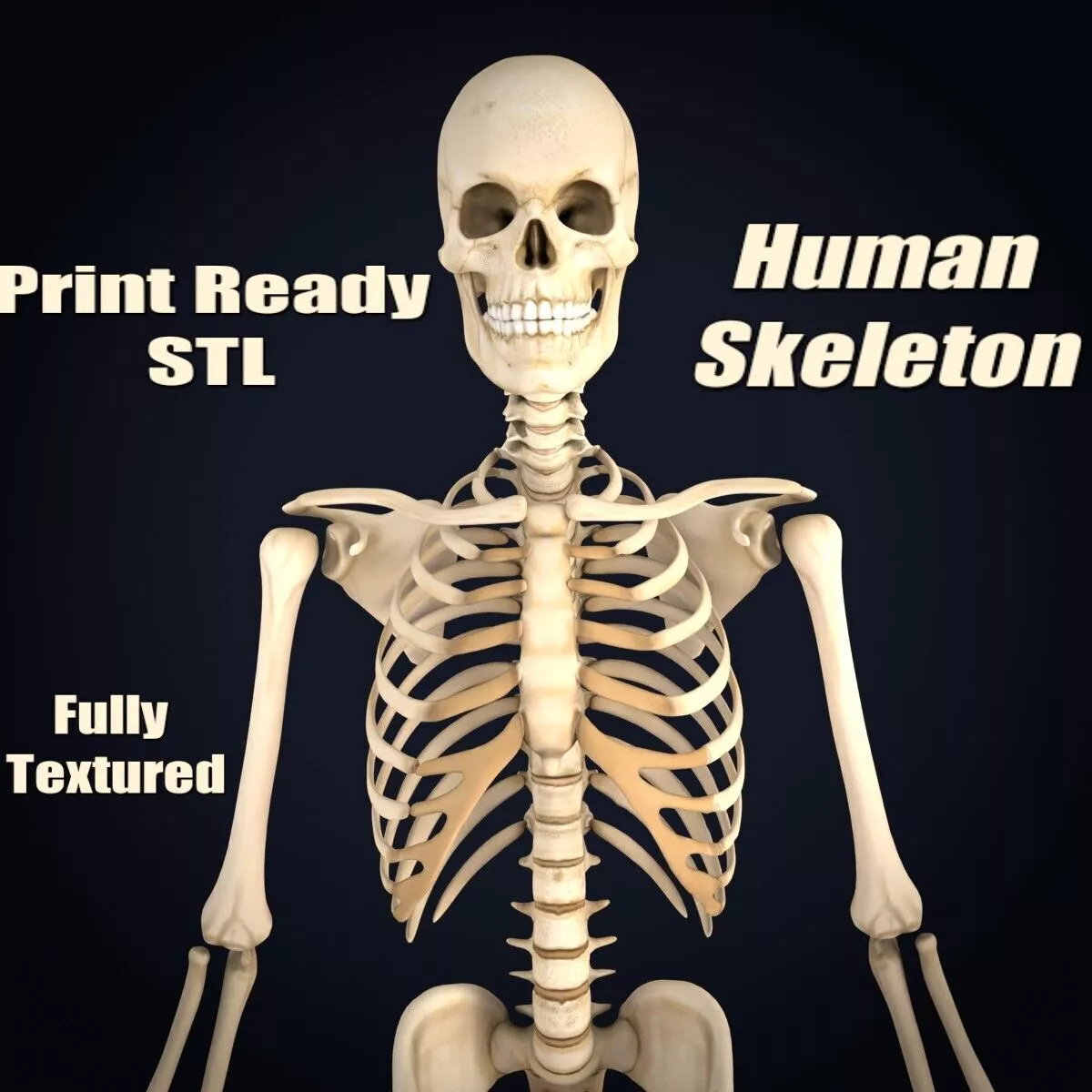 Realistic Human Skeleton Anatomy 3D Printable Model Low-poly 3D model