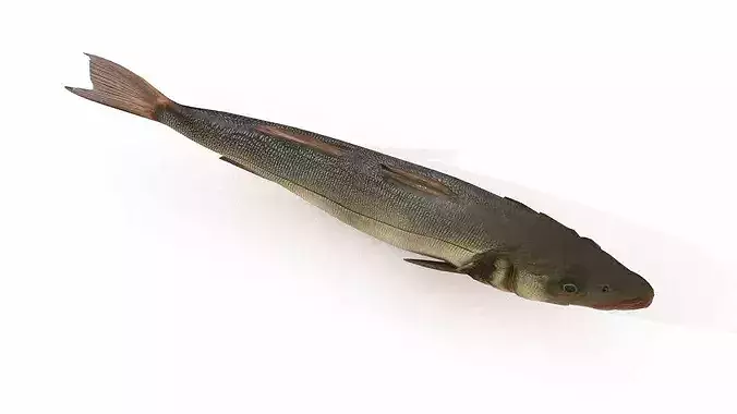 Atlantic sea bass Low-poly 3D model 4