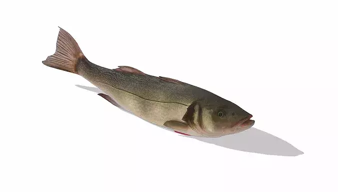 Atlantic sea bass Low-poly 3D model 5