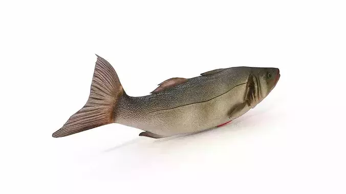 Atlantic sea bass Low-poly 3D model 2