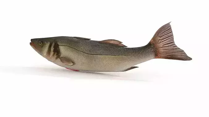 Atlantic sea bass Low-poly 3D model 3