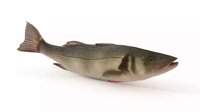 Atlantic sea bass Low-poly 3D model