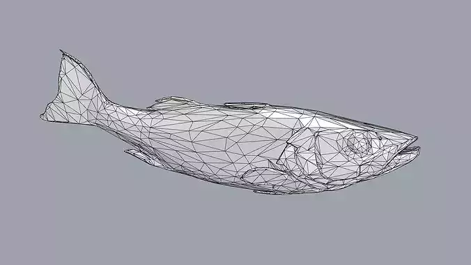 Atlantic sea bass Low-poly 3D model 7
