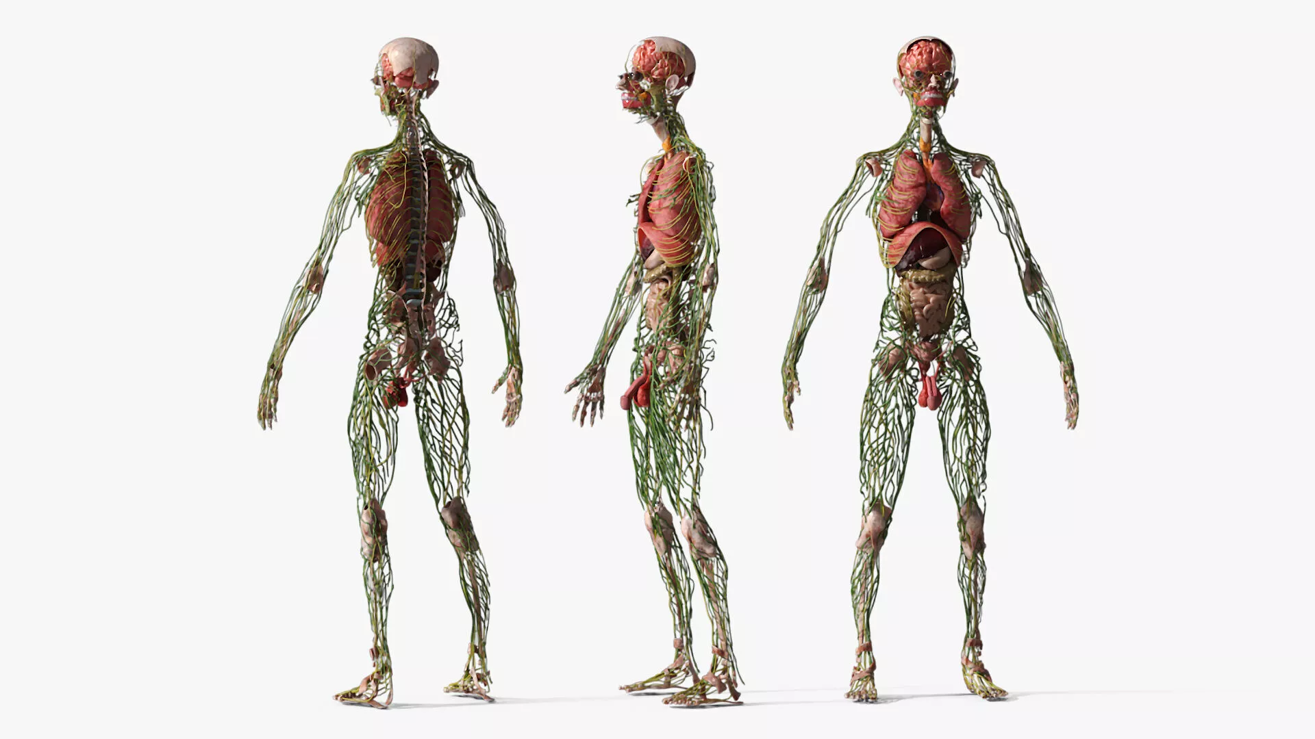 Digestive and Lymphatic System Male Anatomy Rigged 3D model
