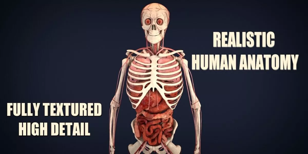 Realistic Human Anatomy 3D Model 3D model