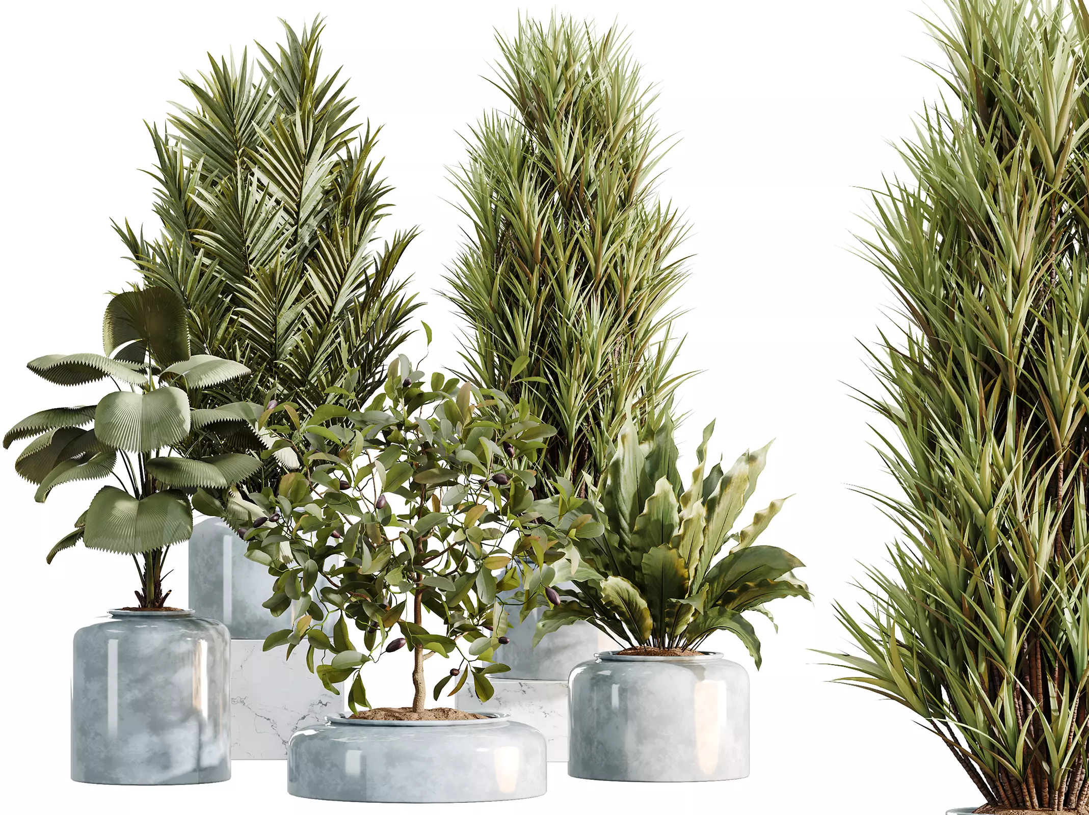 AV Indoor Plants Set 469 Yucca Briful Pachira Licuala Palm 3D model