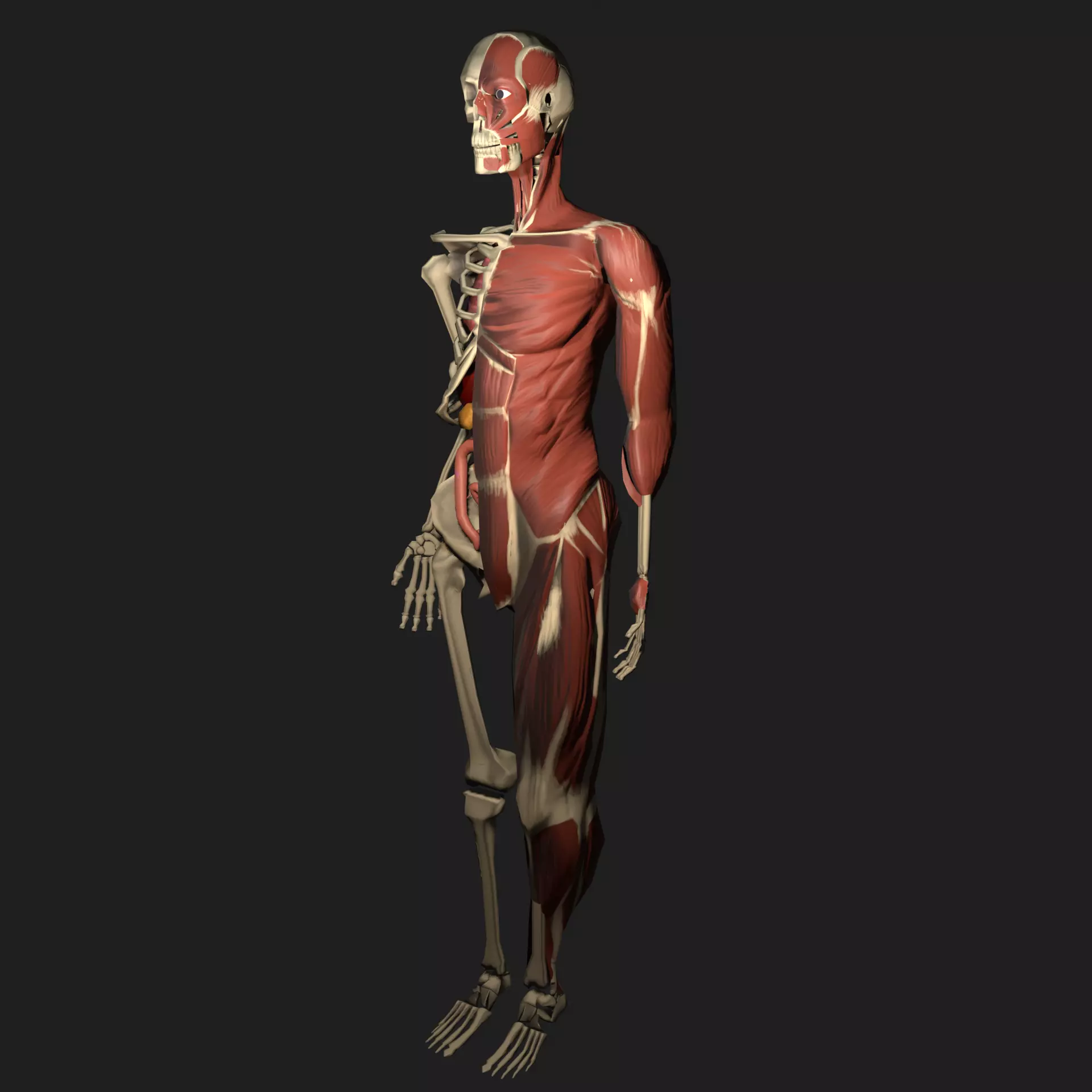3D anatomy human skeleton with organs Low-poly 3D model