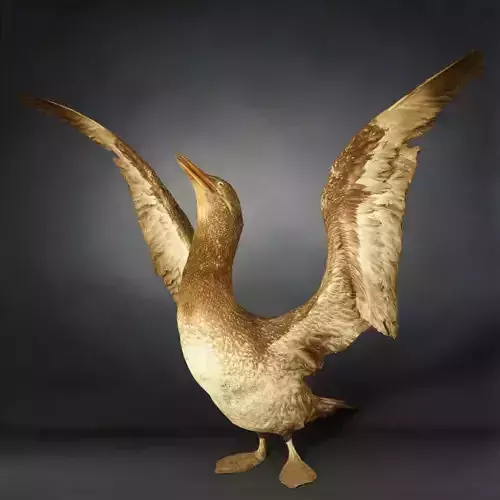 Bird Photorealistic  Posed