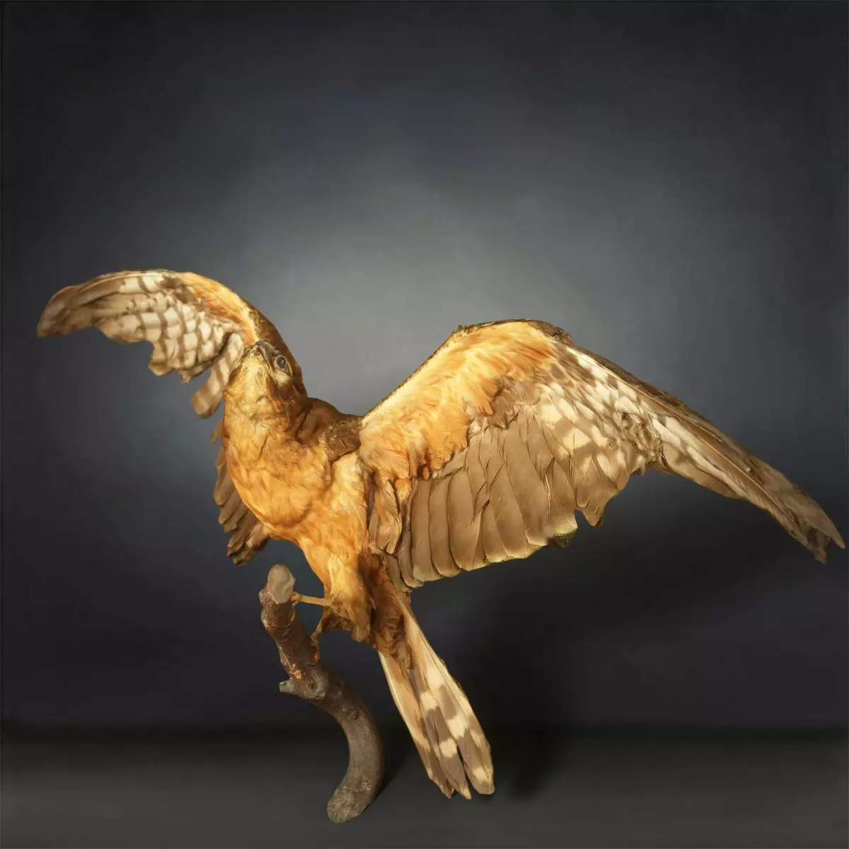 Bird Photorealistic Posed Low-poly 3D model_0