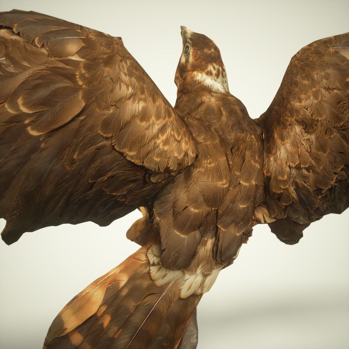Bird Photorealistic Posed Low-poly 3D model_3