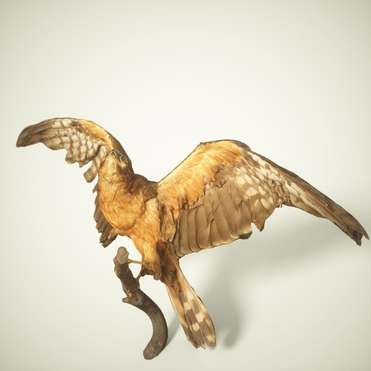 Bird Photorealistic Posed Low-poly 3D model_1