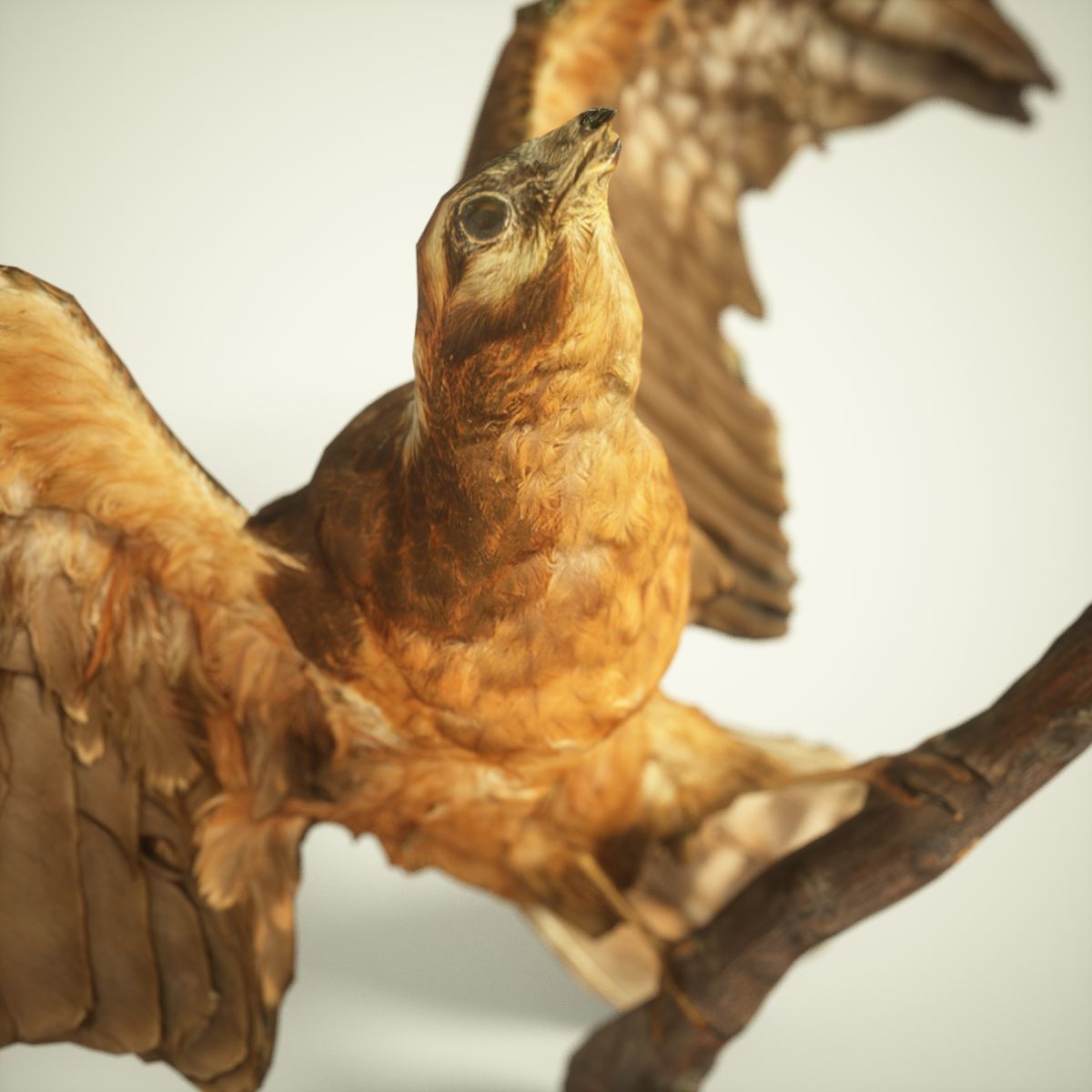 Bird Photorealistic Posed Low-poly 3D model_2