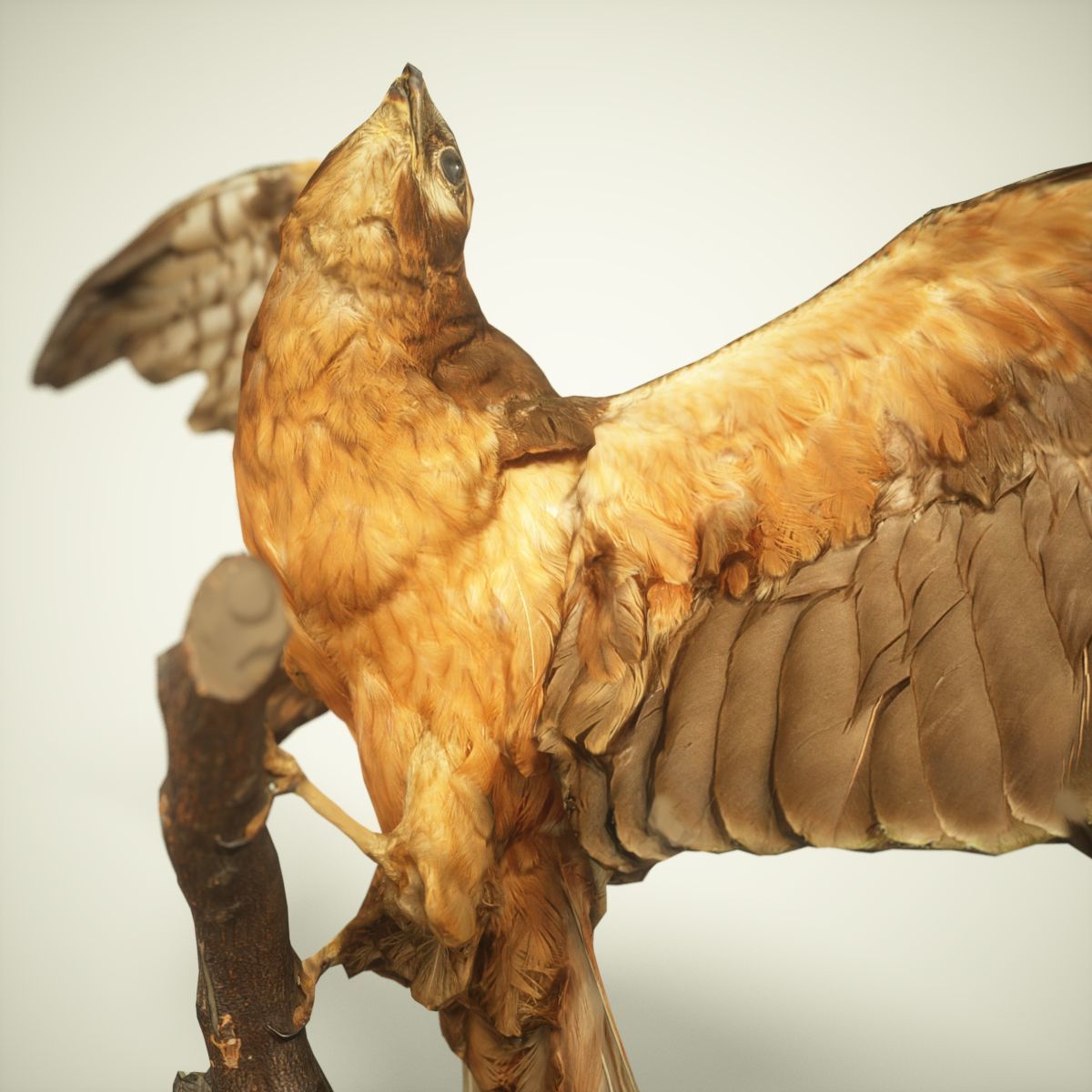 Bird Photorealistic Posed Low-poly 3D model_4