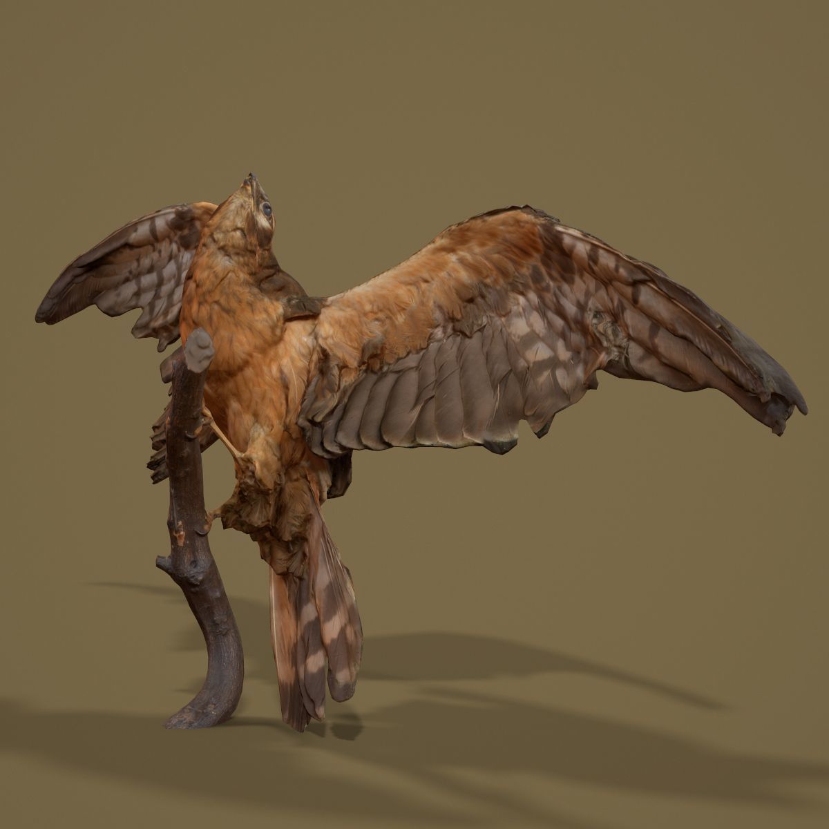 Bird Photorealistic Posed Low-poly 3D model_5