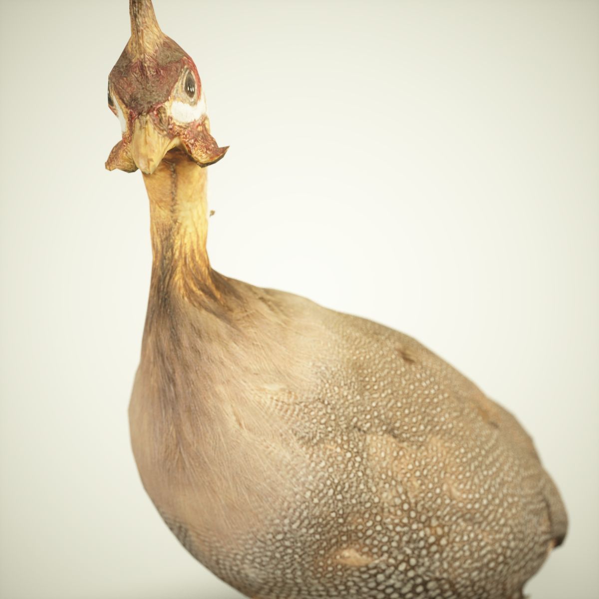 Bird Photorealistic Posed Low-poly 3D model_2