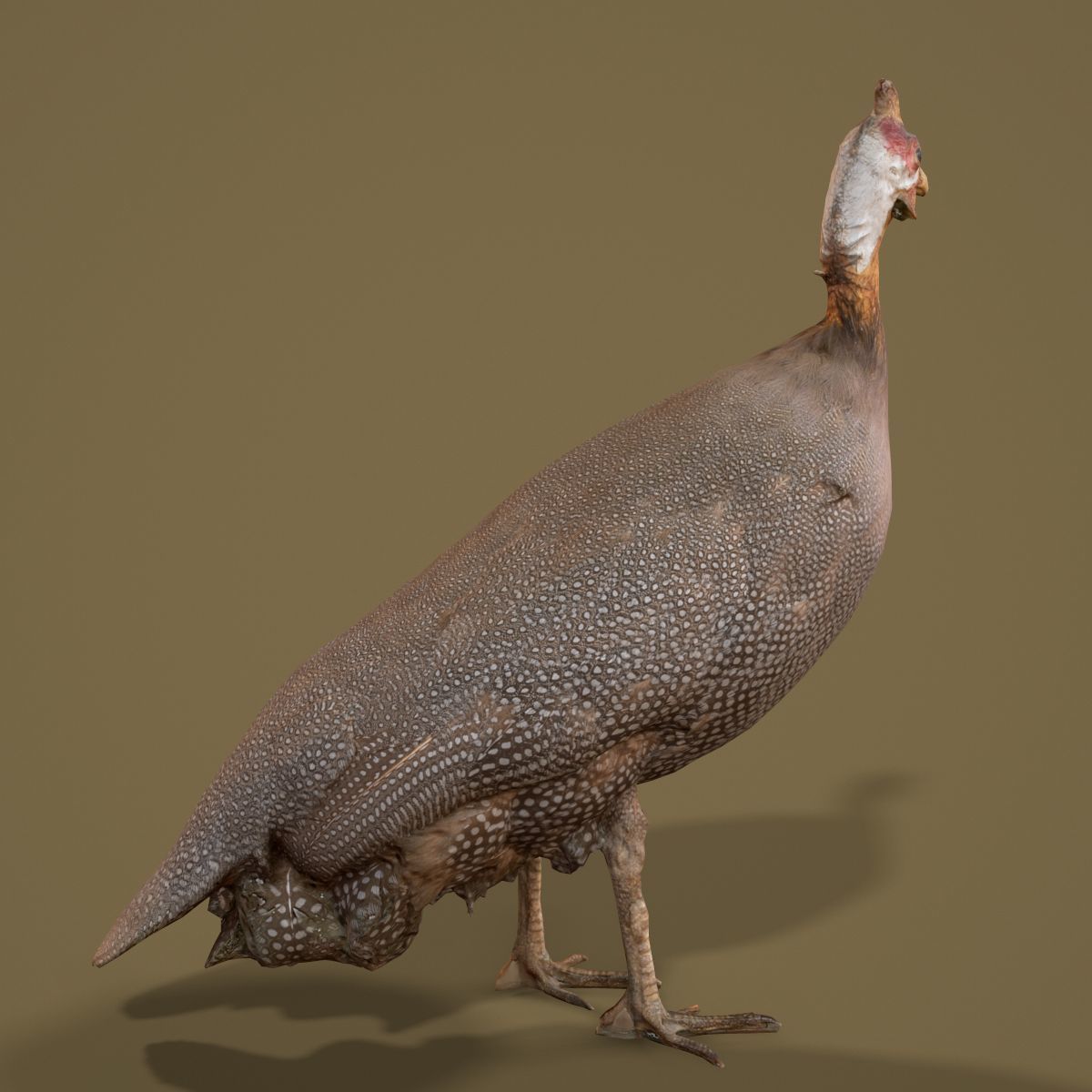 Bird Photorealistic Posed Low-poly 3D model_6