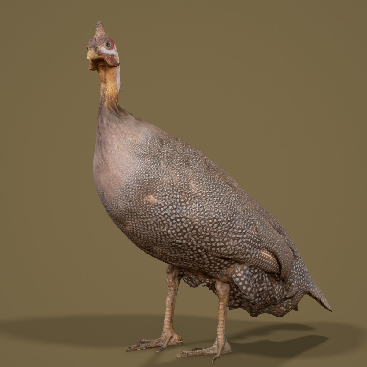Bird Photorealistic Posed Low-poly 3D model_5