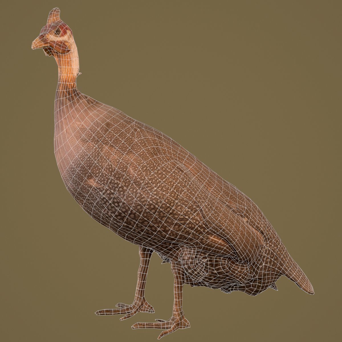 Bird Photorealistic Posed Low-poly 3D model_7
